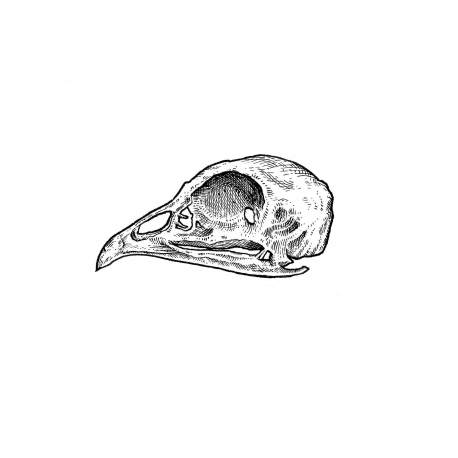 Kacper - wzór czaszka ptaka